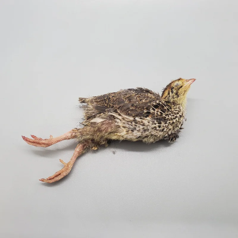 Feathered Whole Quail - 10 Day Old Chicks