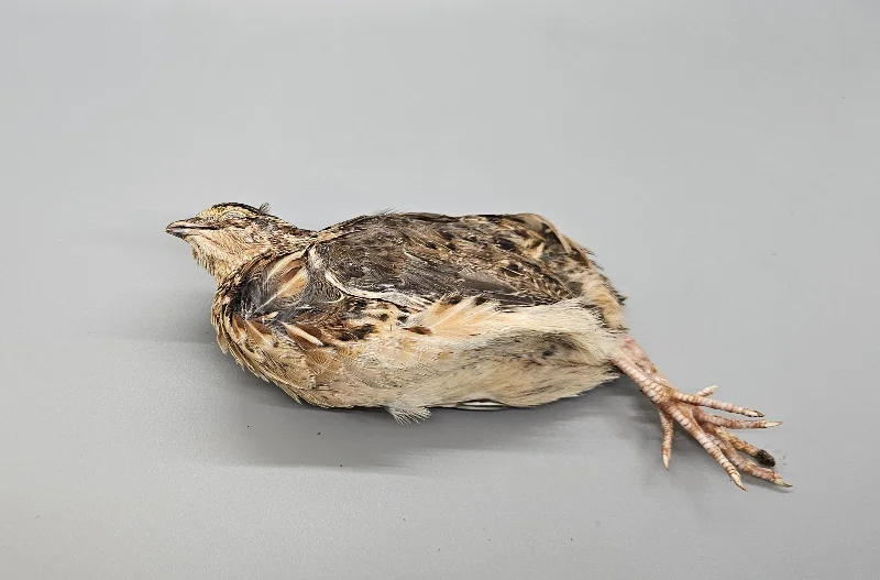 Feathered Whole Quail - 4 Weeks Old